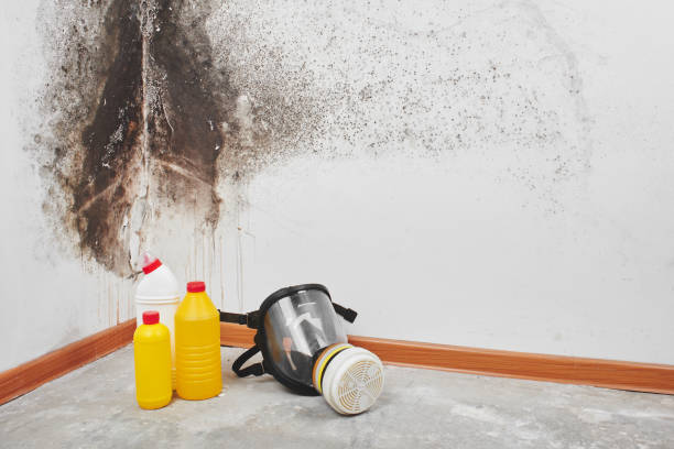 Best Mold Remediation  in Mount Hope, NJ