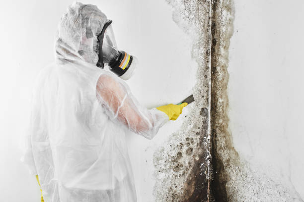 Best Black Mold Removal  in Mount Hope, NJ