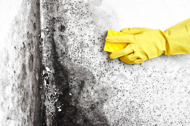 Best Mold Remediation Services  in Mount Hope, NJ