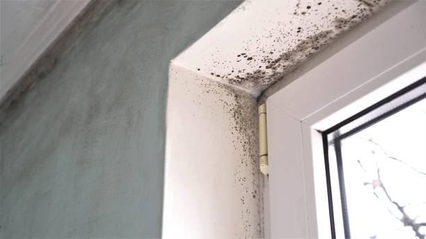 Best Commercial Mold Removal  in Mount Hope, NJ