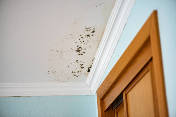 Best Mold Removal Near Me  in Mount Hope, NJ