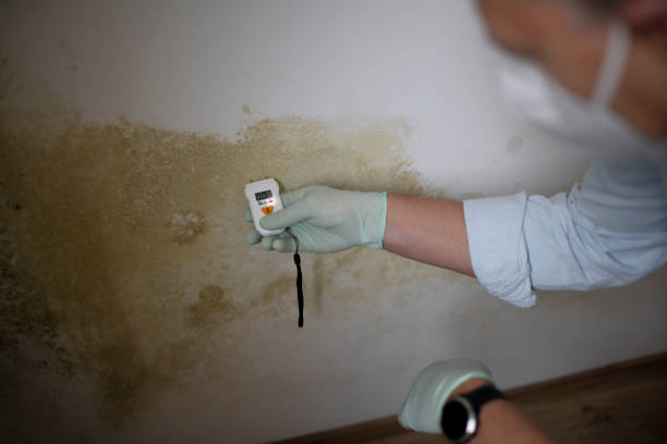 Best Residential Mold Removal  in Mount Hope, NJ