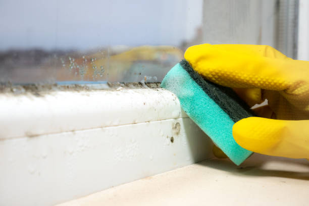 Best Best Mold Removal Companies  in Mount Hope, NJ