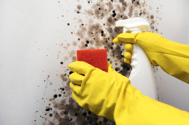 Best Home Mold Removal  in Mount Hope, NJ