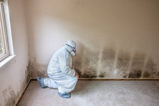 Best Best Mold Removal Companies  in Mount Hope, NJ