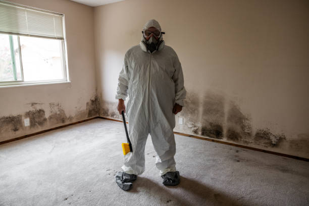 Best Professional Mold Removal  in Mount Hope, NJ