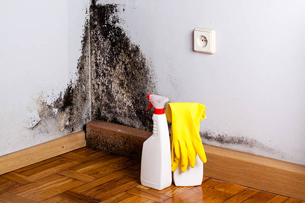 Best Residential Mold Removal  in Mount Hope, NJ