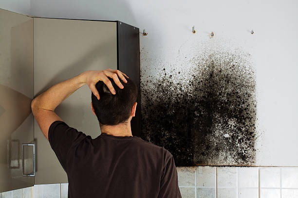 Best Emergency Mold Removal  in Mount Hope, NJ