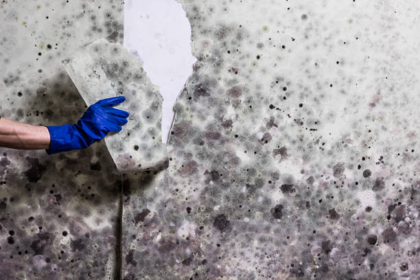 Best Best Mold Removal Companies  in Mount Hope, NJ