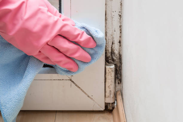 Best Mold Damage Repair  in Mount Hope, NJ