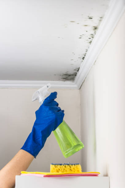 Best Mold Damage Repair  in Mount Hope, NJ