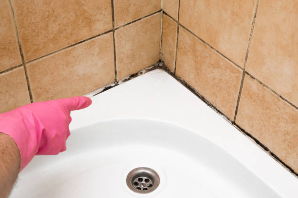 Mold Removal Process in Mount Hope, NJ